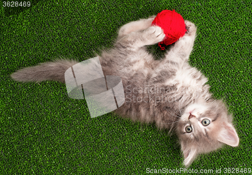 Image of Kitten playing red clew of thread