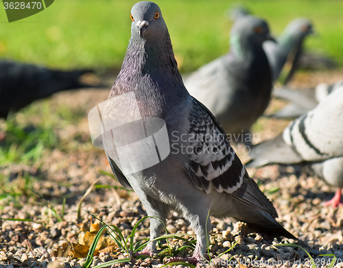 Image of Pigeon bird walking