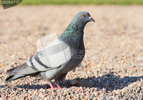 Image of Pigeon bird walking