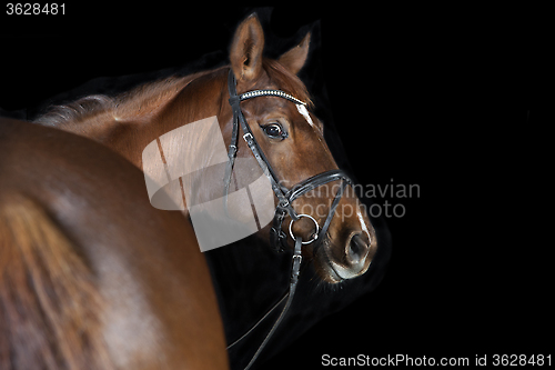 Image of Warmblood Chestnut with bridle