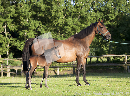 Image of Holsteiner mare with young foal