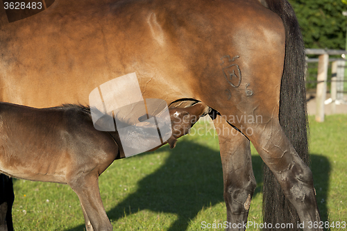 Image of Foal sucks at Mare