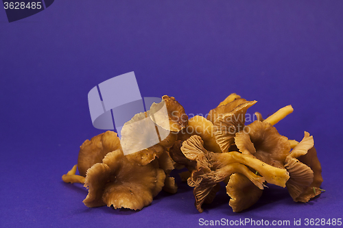 Image of winter mushrooms