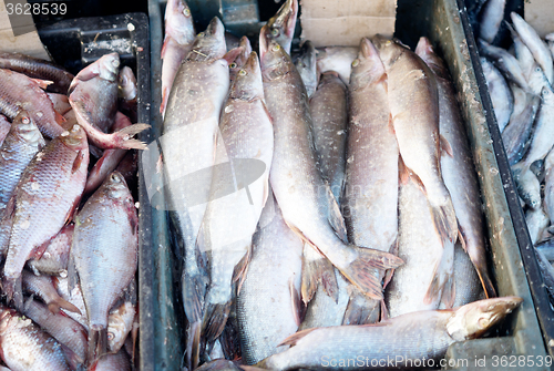 Image of fish market