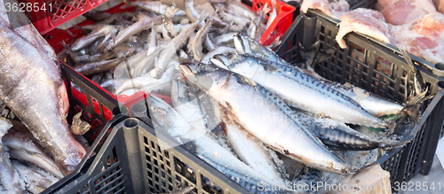 Image of fish market