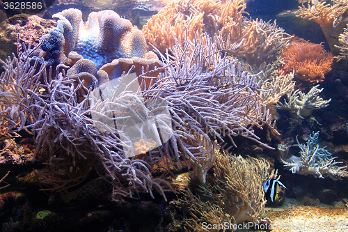 Image of detail of coral background