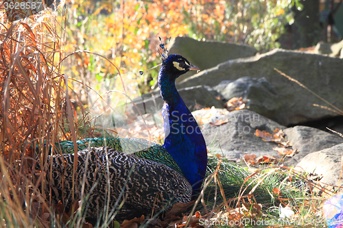 Image of peacock is resting