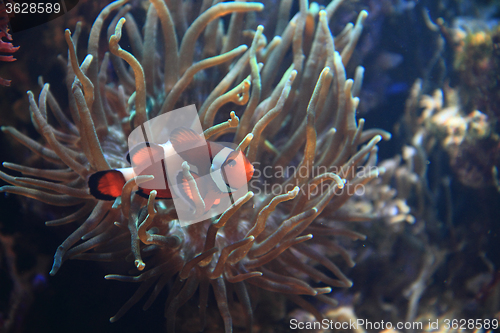 Image of nemo fish (clown fish)