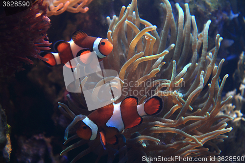 Image of nemo fish (clown fish)