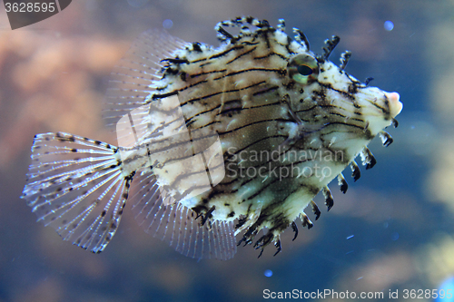 Image of exotic fish in the sea 