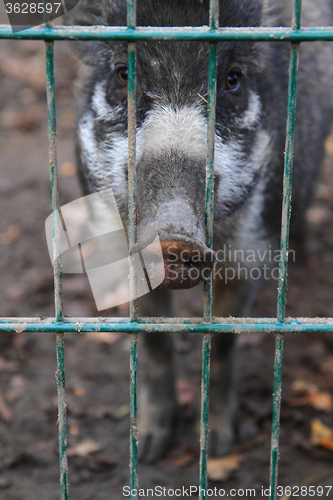 Image of small wild pig 