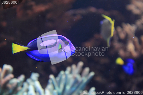 Image of exotic fish in the sea 