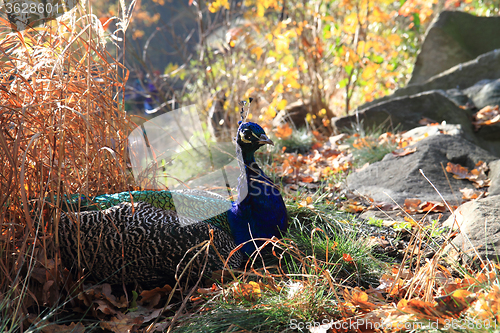 Image of peacock is resting