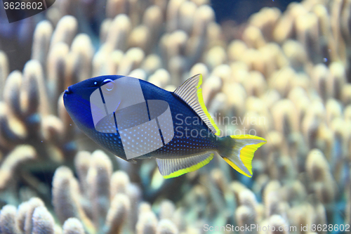 Image of exotic fish in the sea 