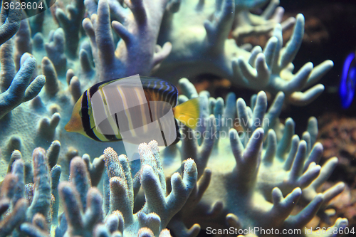 Image of exotic fish in the sea 