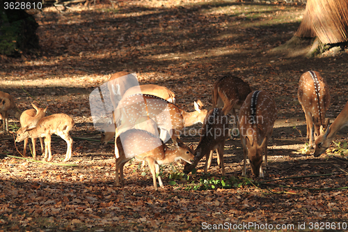 Image of doe family is eating