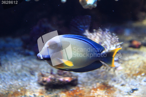 Image of exotic fish in the sea 