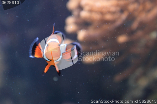 Image of nemo fish (clown fish)