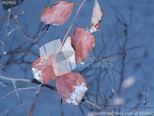 Image of Leaves in winter