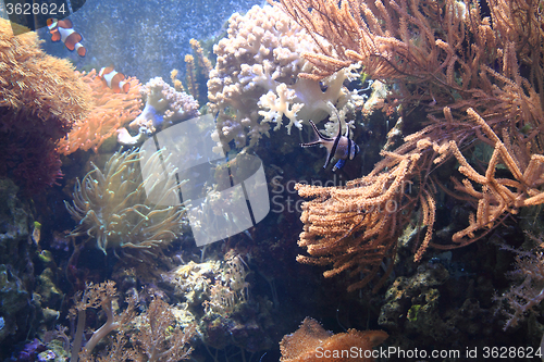 Image of detail of coral background