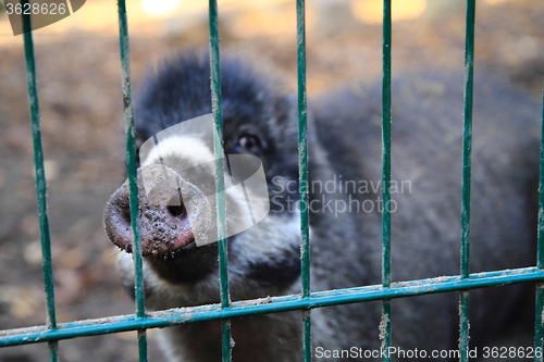 Image of small wild pig 
