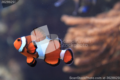 Image of nemo fish (clown fish)