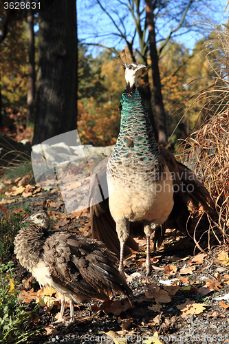 Image of peacock is resting