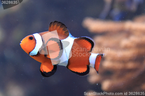 Image of nemo fish (clown fish)