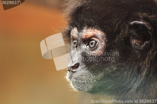 Image of detail of monkey face 