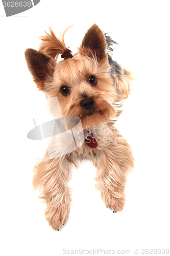 Image of yorkie terrier isolated