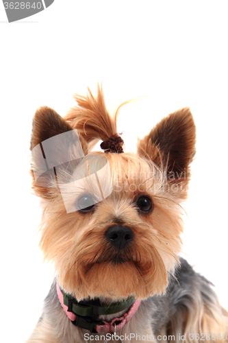 Image of yorkie terrier isolated