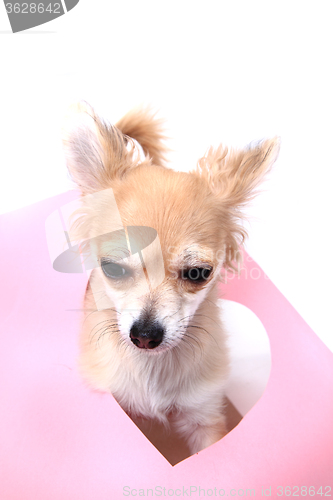 Image of small sweet valentine chihuahua 