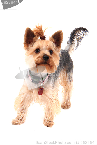 Image of yorkie terrier isolated