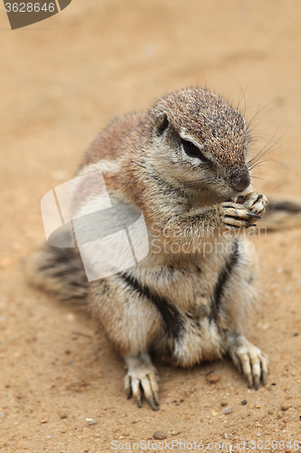 Image of exotic sand squirrel 