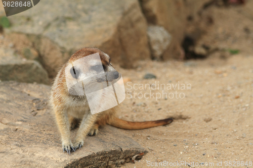 Image of small meercat resting