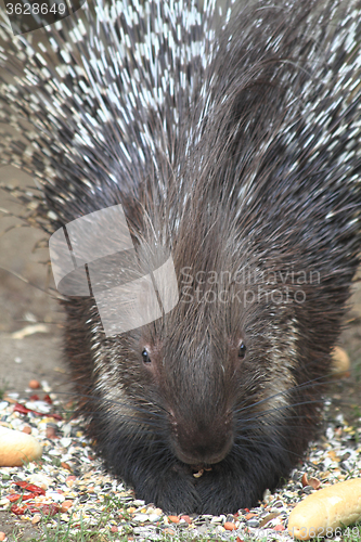Image of porcupine is eating rolls