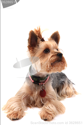 Image of yorkie terrier isolated