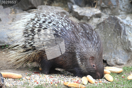 Image of porcupine is eating rolls