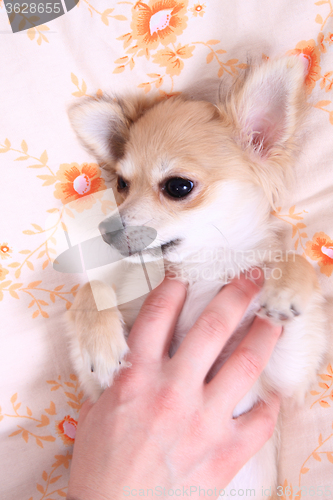 Image of small sweet valentine chihuahua 