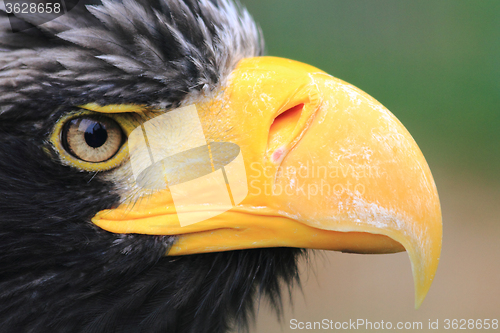 Image of detail of black eagle head 