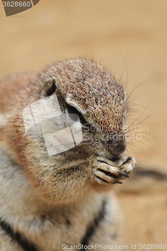 Image of exotic sand squirrel 