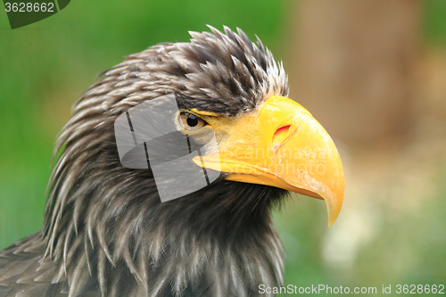 Image of detail of black eagle head 