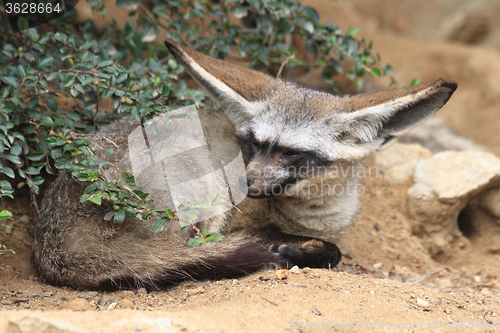 Image of big fennec is resting