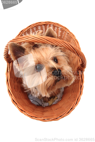 Image of yorkie terrier isolated