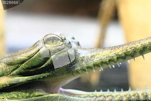 Image of gavial detail (small aligator head)