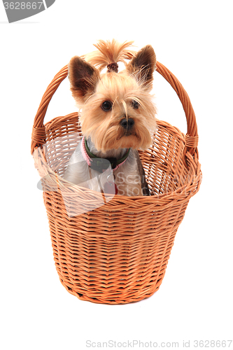 Image of yorkie terrier isolated