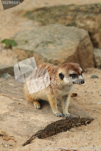 Image of small meercat resting