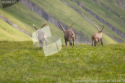 Image of Alpine Ibex in the mountains