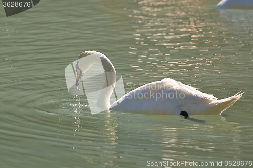 Image of Swans on a lake