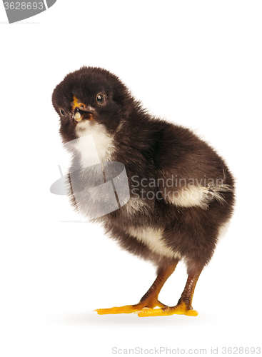 Image of Black little chicken isolated